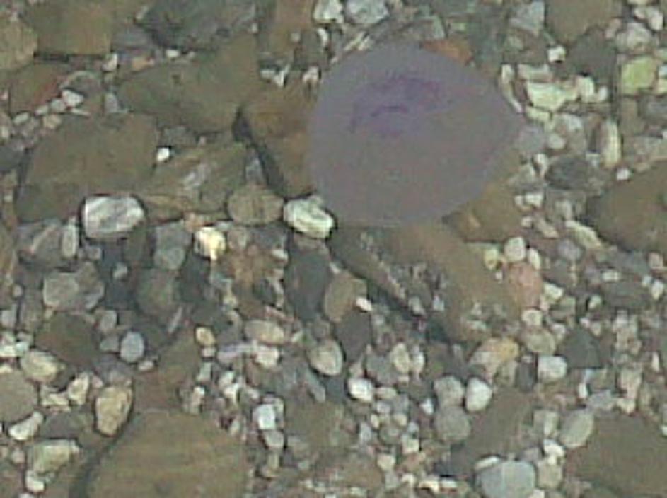 Meduze na slovenski obali