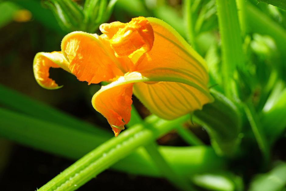 bučke in buče | Avtor: Profimedia