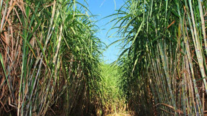 Plantaže sladkornega trsta