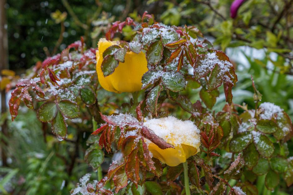 Tulipani | Avtor: Profimedia