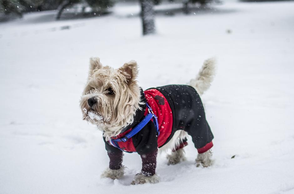 pes sneg plašč | Avtor: Pixabay