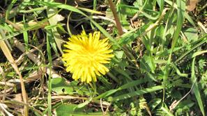 Prve rožice na obali