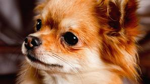 (Foto: Shutterstock)