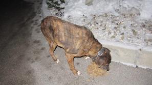 Na fotografiji psička Pika, ki je imela pred prijavo Kršlinove dobro vidno kožno