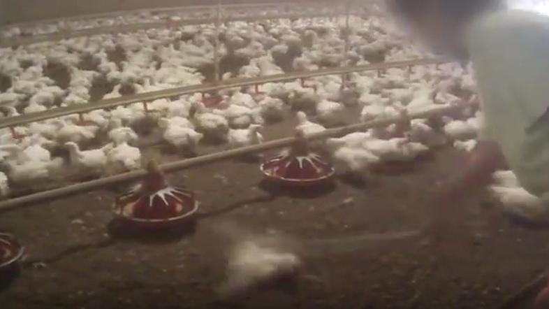 Izživljanje nad piščanci, skrita kamera