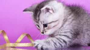 Za živali se moramo zavestno odločiti in se pri tem zavedati vseh obveznosti in 