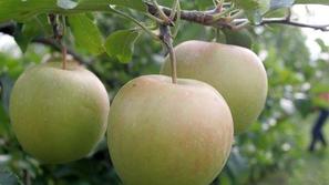 Zaradi alkoholnega vrenja pri kuhanju jabolčnega soka sta se sproščala ogljikov 