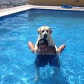 Isco bazen pes Messi voda kopanje poletje