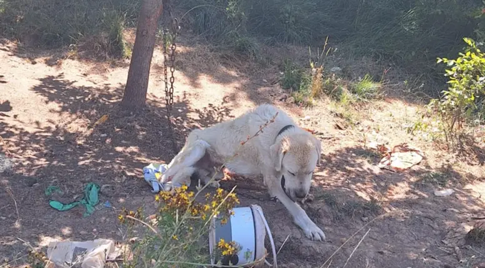 Mučeni psi na Hrvaškem