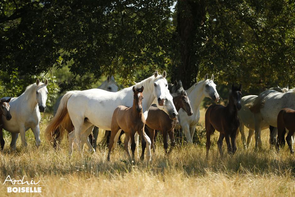 Lipicanci | Avtor: Gabriele Boiselle