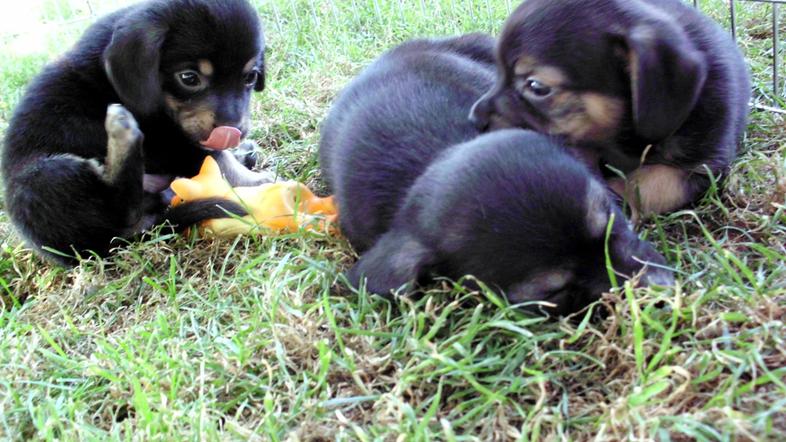 mladički psički pes mladiček zavrženi