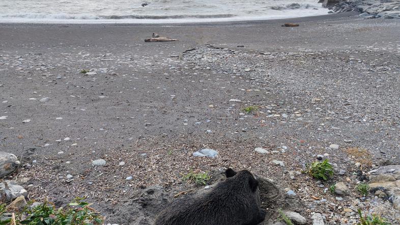 divja svinja plaža Italija Genova