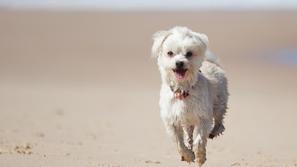 Psi človeka posnemajo spontano in prostovoljno. (Foto: Shutterstock)