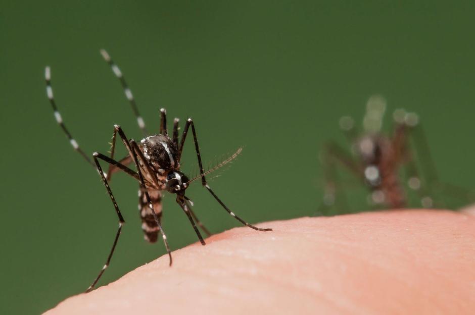 Tigrasti komar | Avtor: Profimedia