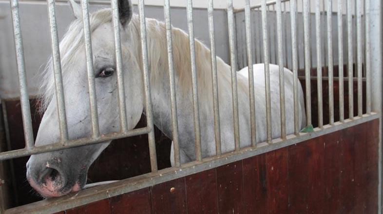 Pahor je v Libijo letel z zasebnim letalom. Kamel, ki mu jih je lani podaril Gad