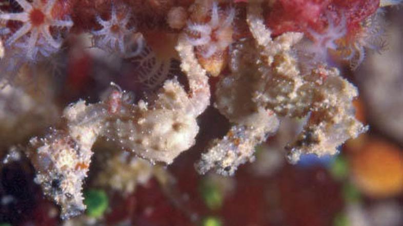 V Indoneziji živi prav posebno majhen morski konjiček.