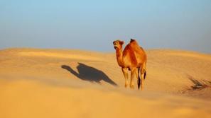 Severna Afrika je najbližja priložnost za tiste, ki hočejo stopati po puščavskem