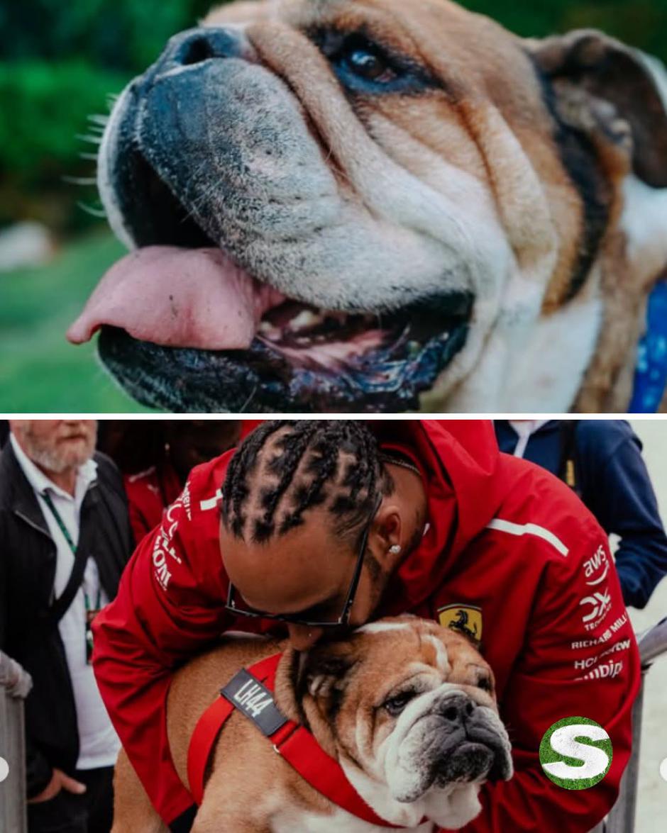 Hamilton | Avtor: Instagram