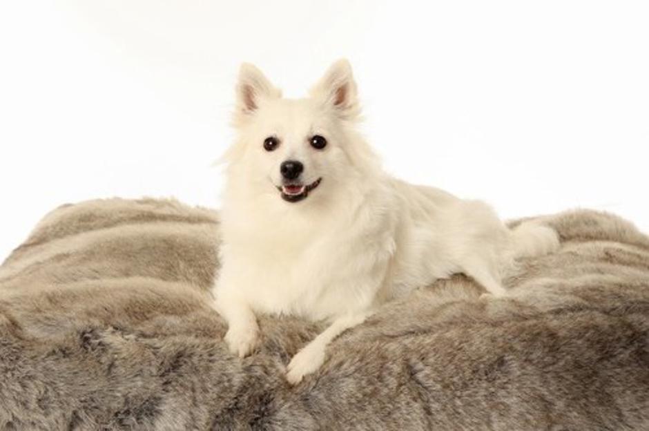 Italijanski špic | Avtor: Profimedias