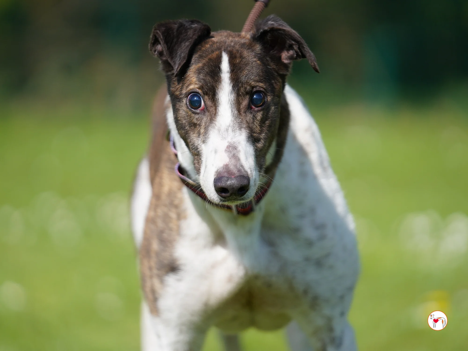 Greyhound RAYMIE | Avtor: Greyhound RAYMIE - išče dom