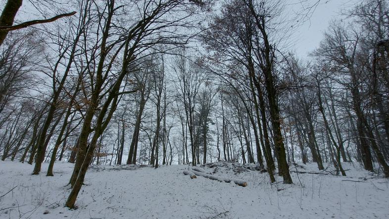 Zima, gozd, sneg, drevesa