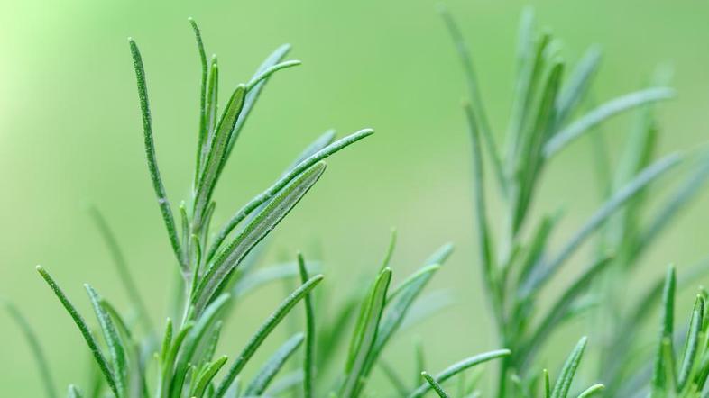 Čudodelna zel. (Foto: Shutterstock)
