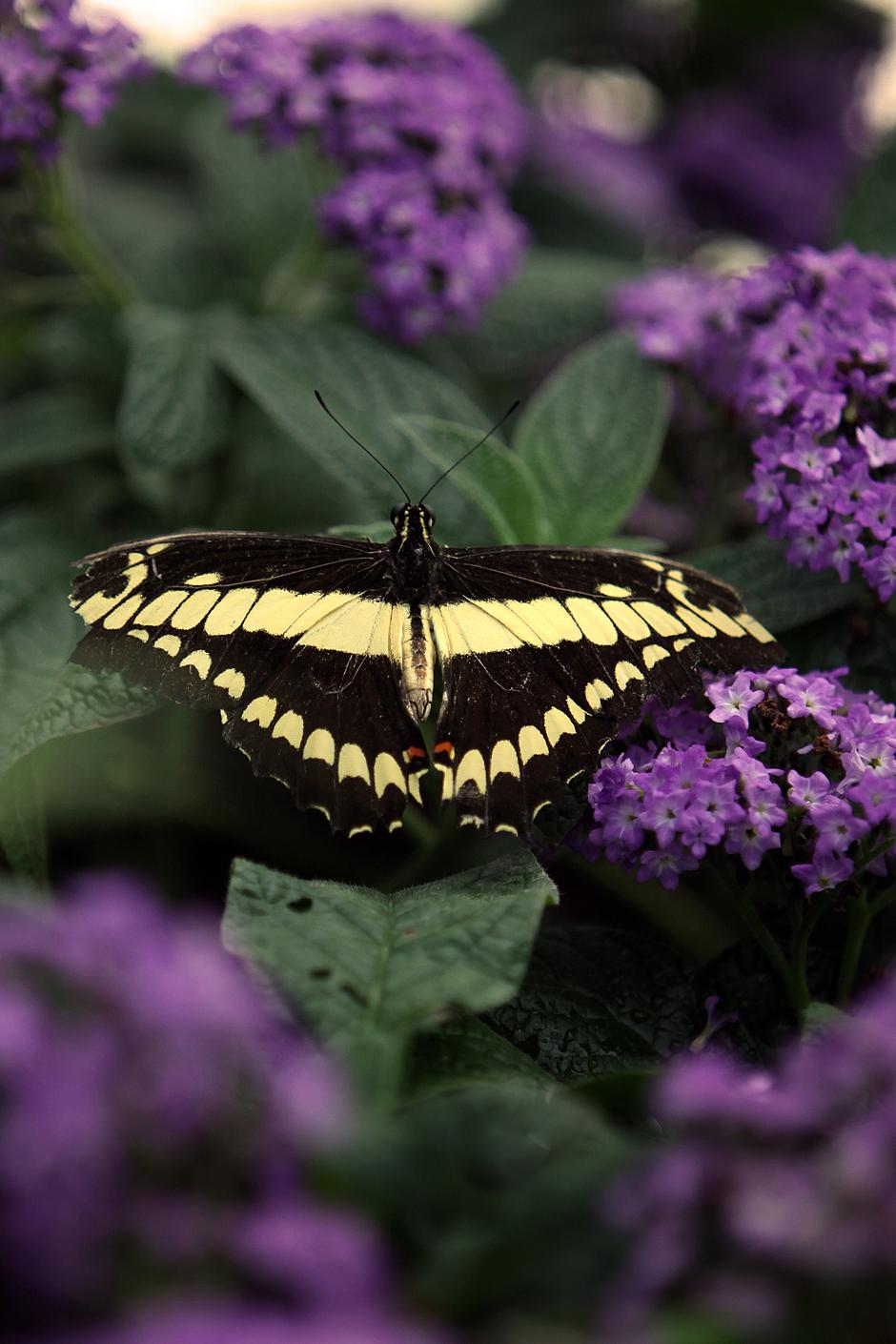 Razstava tropskih metuljev v Arboretumu Volčji Potok | Avtor: Žurnal24 main