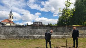 Drevo prijateljstva v Škofji Loki