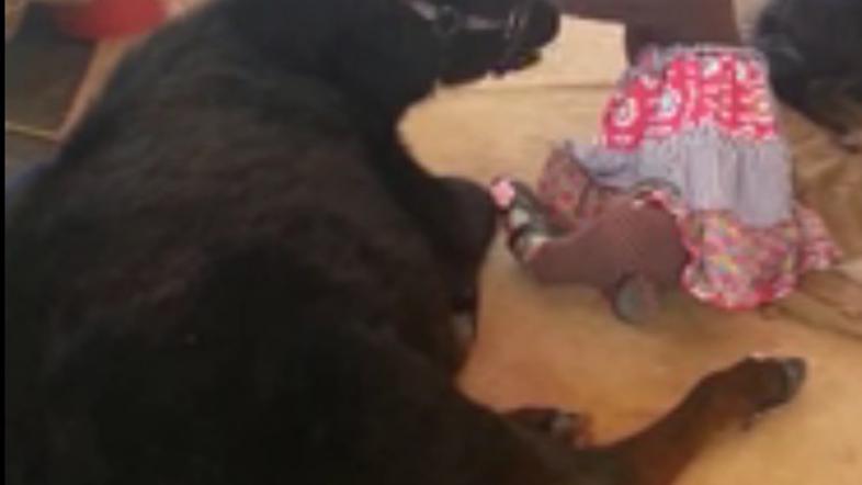 Deklica in krava najboljši prijateljici