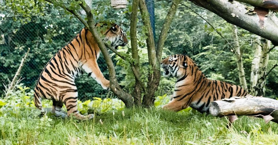 Sibirska tigra | Avtor: EPA