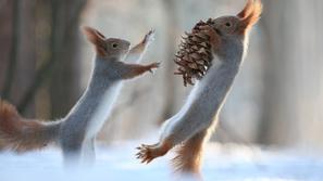 Veveričke