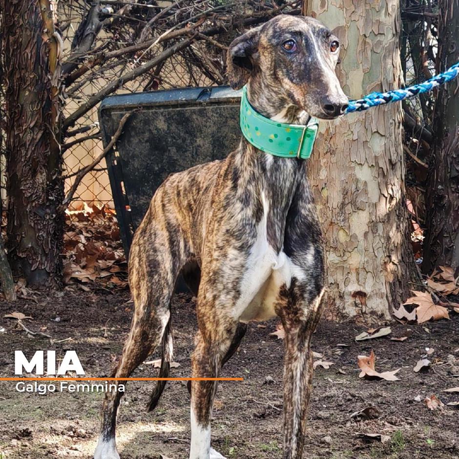 Galga MIA | Avtor: Galga MIA - išče dom