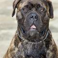 Obdukcijo psov naj bi opravila veterina v Mestnem logu. (Foto: Shutterstock)