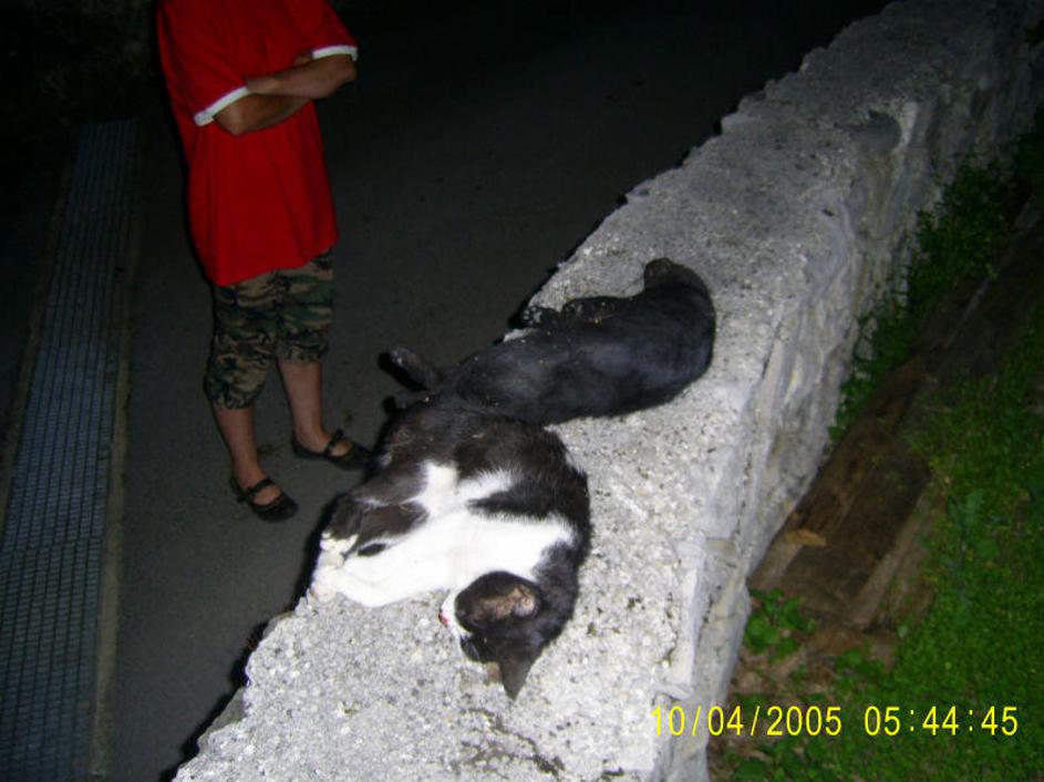 Soseda je Jagodniku ustreljeni mački pustila kar na zidu.