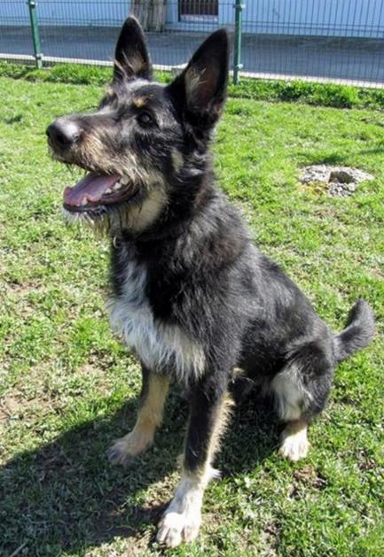 Zavetišča Ljubljana