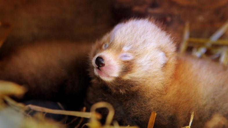 rdeča panda mladiček