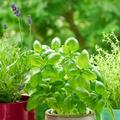 Rastline na balkonu imajo ključni pomen. (Foto: Shutterstock)