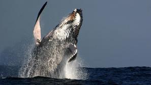 V preteklosti so bili kiti grbavci zaradi lova že tik pred izumrtjem.