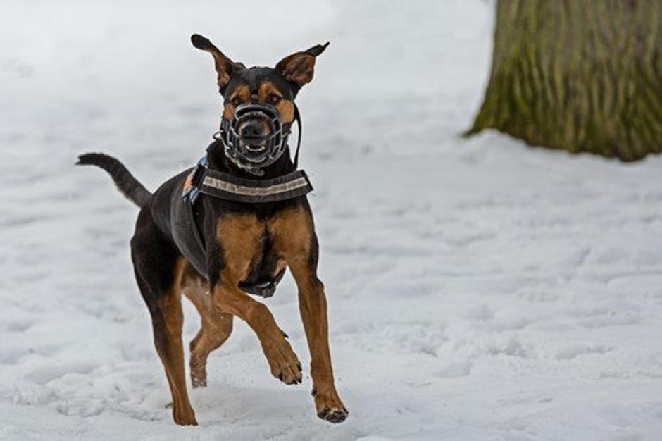 Nagočnik | Avtor: Profimedia