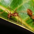 Rdeče mravlje