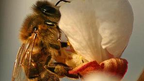 Predvidoma še danes bodo znani rezultati analize o pomoru čebel na začetku tedna