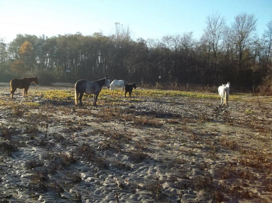 Zanemarjeni konji v Krčevini pri Vurbergu