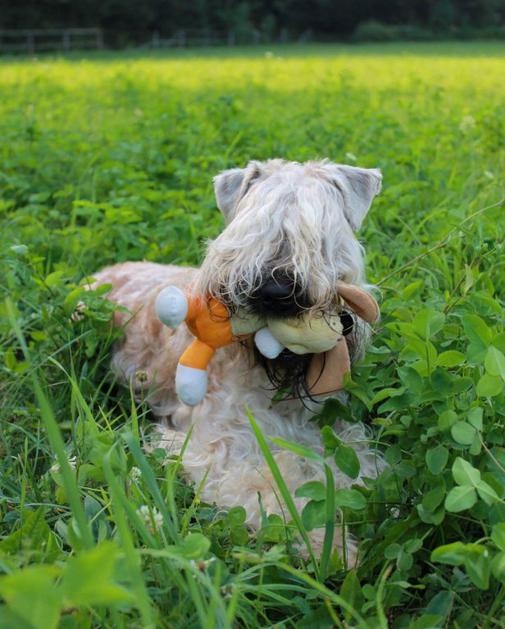 Irski mehkodlaki pšenični terier
