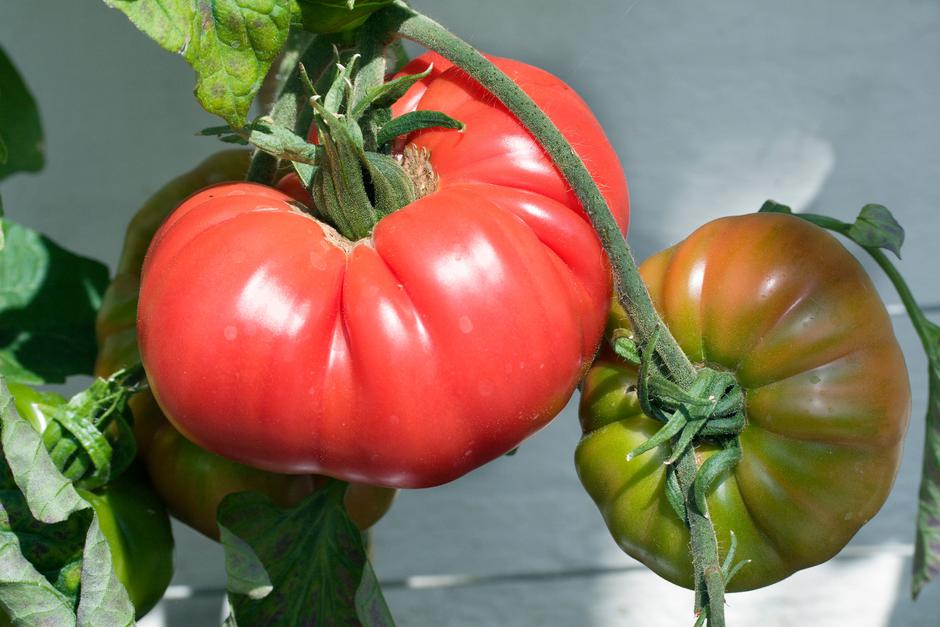 Paradižnik | Avtor: Profimedia