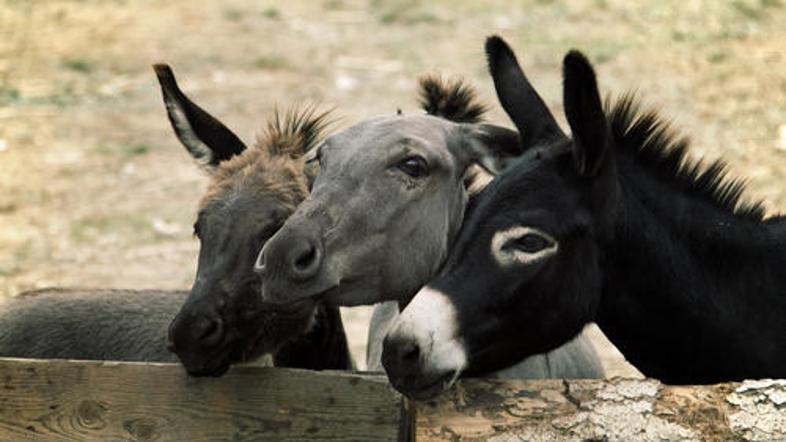 (Foto: Shutterstock)