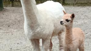 Alpaka