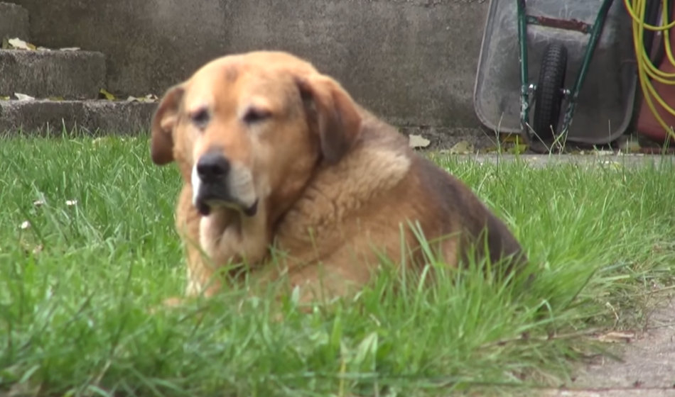Žalost ob smrti Halida Bešlića: Njegov pes Bendžo ne je in ne pije