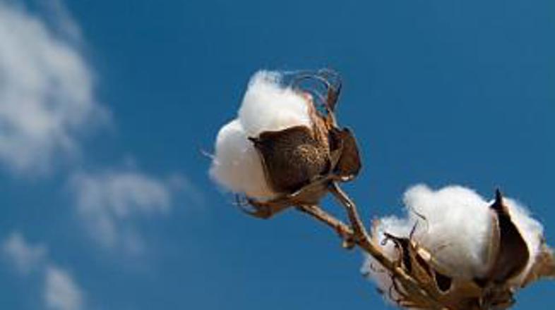 Pridelava bombaža je lahko tudi okolju prijazna!