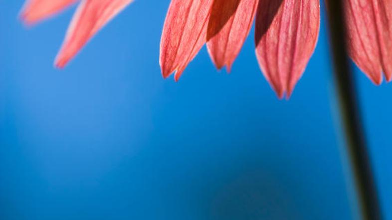 Naravno in zdravilno. (Foto: iStockphoto)