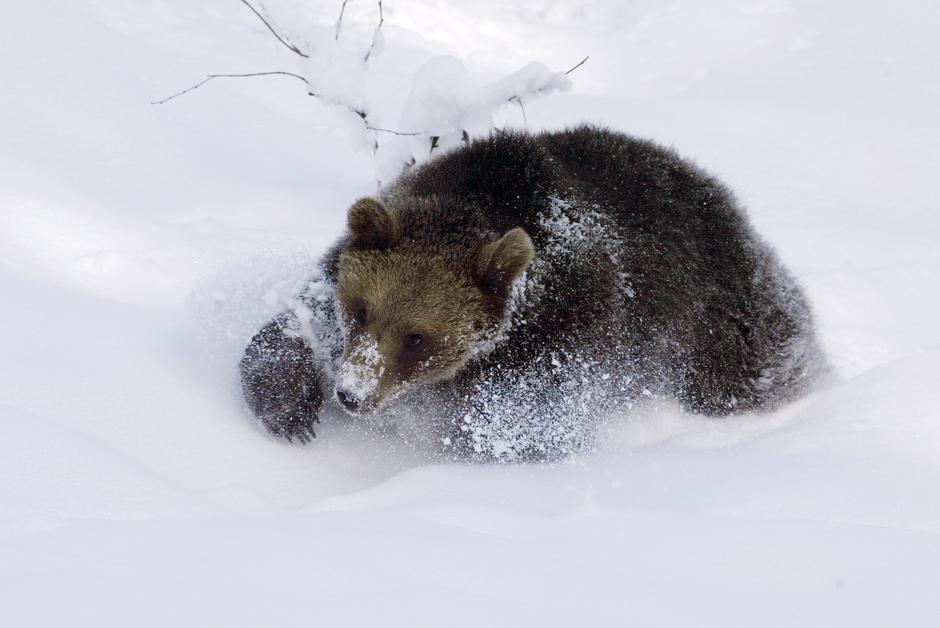 Medved | Avtor: Profimedia - fotografija je simbolična